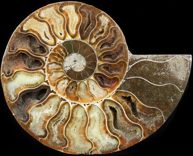 Cut Ammonite Fossil (Half) - Agatized #42516